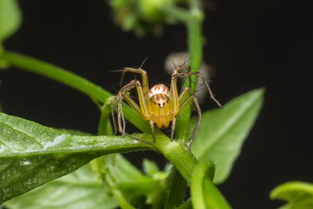 closeup shot of jumping spider in nature