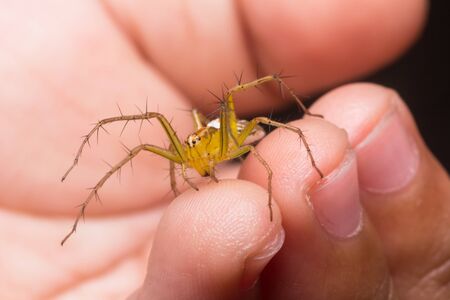 closeup shot of jumping spider in nature