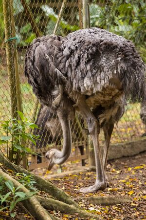 Ostrich in the zoo malacca, malaysiaの写真素材