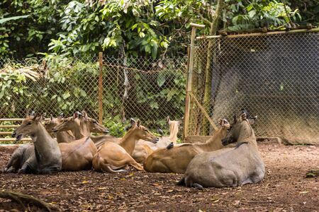 closeup view of deer in zoo malacca, malaysia