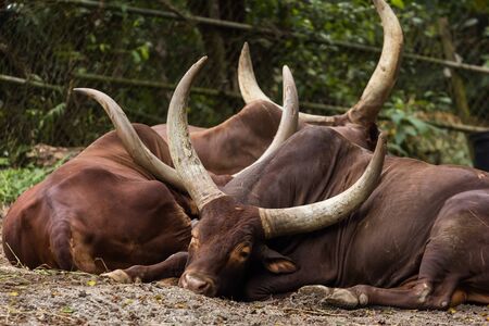 wild buffalo in the zoo malacca, malaysiaの写真素材