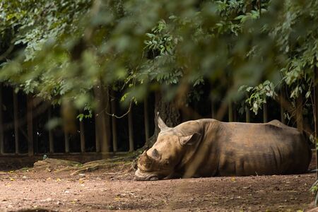 Southern white rhinoceros in zoo malacca, malaysiaの写真素材