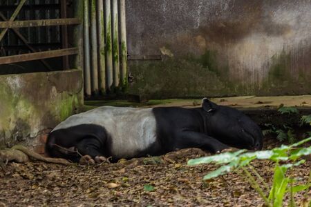 The Malayan tapir (Tapirus indicus), also called the Asian tapir, is the largest of the five species of tapir and the only one native to Asiaの写真素材