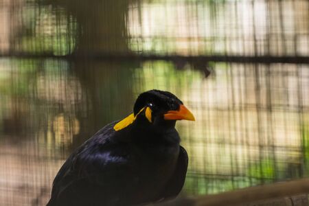 great Hornbill bird in zoo at malaysiaの写真素材
