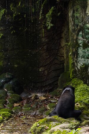 Wild Black Bear in zoo malacca, malaysia