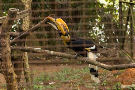 great Hornbill bird in zoo at malaysiaの写真素材