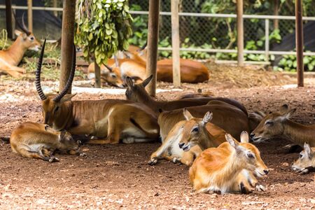 closeup view of deer in zoo malacca, malaysiaの写真素材
