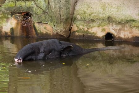 The Malayan tapir (Tapirus indicus), also called the Asian tapir, is the largest of the five species...