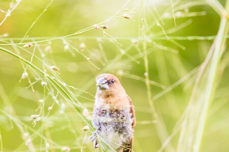 closeup view of beautiful bird in natureの写真素材