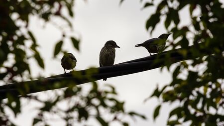 closeup view of beautiful bird in natureの写真素材