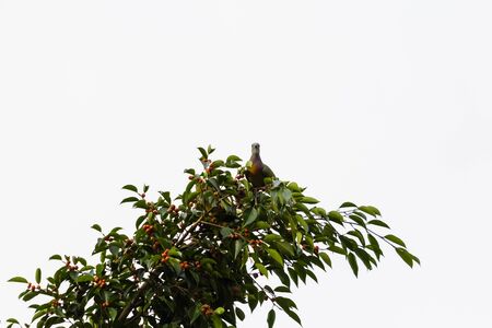 closeup view of beautiful bird in nature
