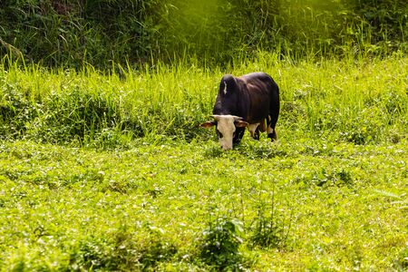 closeup shot of a big asian cow in natureの写真素材