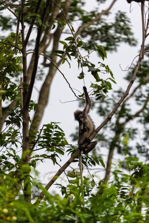 closeup view of a beautiful monkey in nature