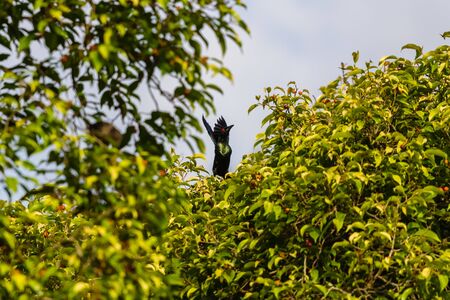 closeup view of beautiful bird in natureの写真素材