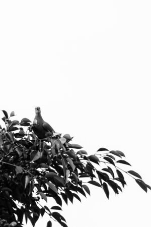 closeup view of beautiful bird in natureの写真素材