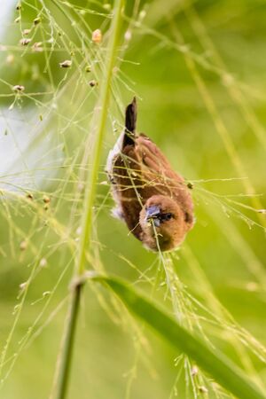 closeup view of beautiful bird in natureの写真素材