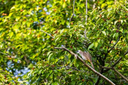 closeup view of beautiful bird in natureの写真素材