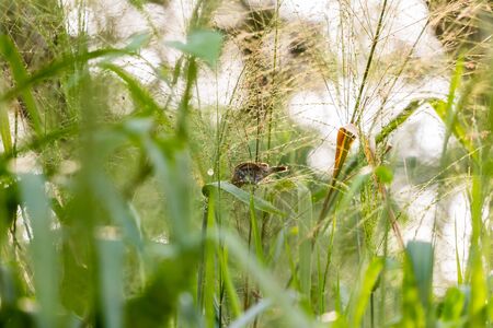 closeup view of beautiful bird in natureの写真素材