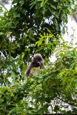 closeup view of a beautiful monkey in nature