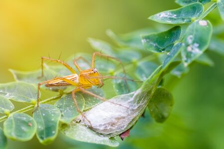 closeup shot of a lynx spider in nature