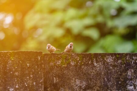 closeup shot of a beautiful bird in natureの写真素材