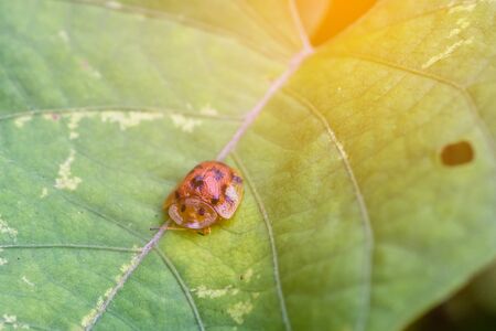 closeup shot of a ladybug standing on green leafの写真素材