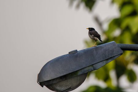 closeup shot of a Common Myna (Acridotheres tristis tristis) in nature