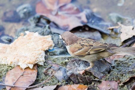 closeup shot of a scaly breasted munia or spotted muniaの写真素材