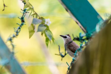 view of a Yellow-vented Bulbul - Pycnonotus goiavier or eastern yellow-vented bulbul, member of bulbul family of passerine birds, resident breeder in southeastern Asia from Indochina to the Philippinesの写真素材
