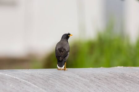 closeup shot of a Common Myna (Acridotheres tristis tristis) in natureの写真素材
