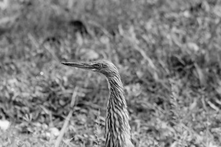 closeup shot of a Malagasy pond heron, Chinese pond heron in nature