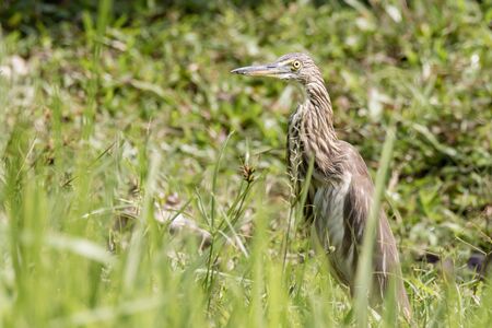 closeup shot of a Malagasy pond heron, Chinese pond heron in natureの写真素材