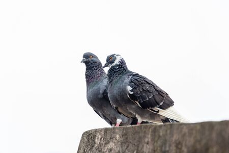 closeup shot of a Rock dove, rock pigeon or common pigeon (Columba livia) in natureの写真素材