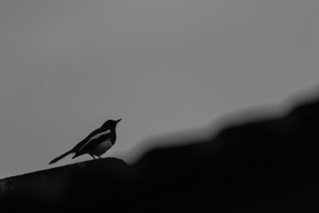 closeup shot of a oriental magpie-robin. oriental magpie-robin is a small passerine bird occurring across most of the Indian subcontinent and parts of Southeast Asiaの写真素材