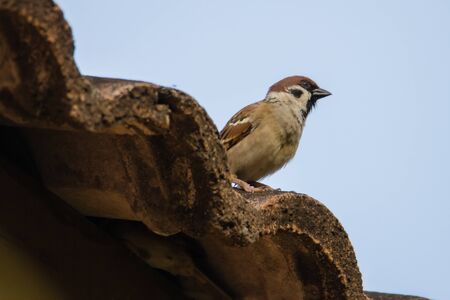 closeup shot of a scaly breasted munia or spotted muniaの写真素材