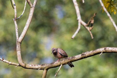 closeup view of a Spotted Dove (Spilopelia chinensis) in malaysiaの写真素材