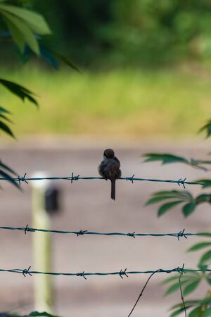view of a Yellow-vented Bulbul - Pycnonotus goiavier or eastern yellow-vented bulbul in natureの写真素材