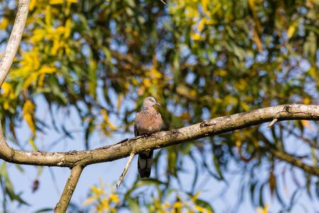 closeup view of a Spotted Dove (Spilopelia chinensis) in malaysia