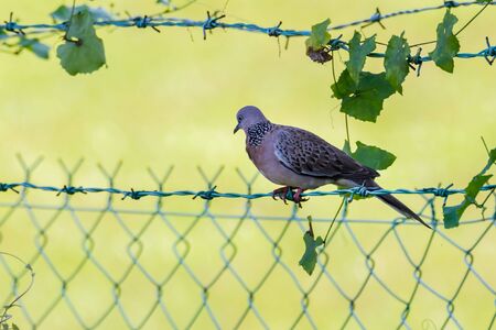 closeup view of a Spotted Dove (Spilopelia chinensis) in malaysiaの写真素材