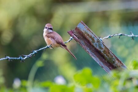 view of a Yellow-vented Bulbul - Pycnonotus goiavier or eastern yellow-vented bulbul in natureの写真素材