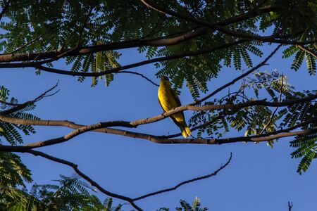 closeup shot of a Black-naped oriole perching on a branch. Black-naped oriole, The black-naped...