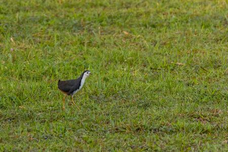 closeup shot of a White-breasted Waterhen bird(Amaurornis phoenicurus) in natureの写真素材