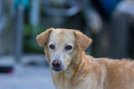 closeup shot of a red abandoned homeless stray dogの写真素材