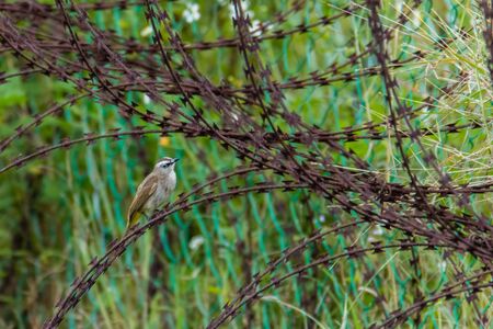 view of a Yellow-vented Bulbul - Pycnonotus goiavier or eastern yellow-vented bulbul in natureの写真素材