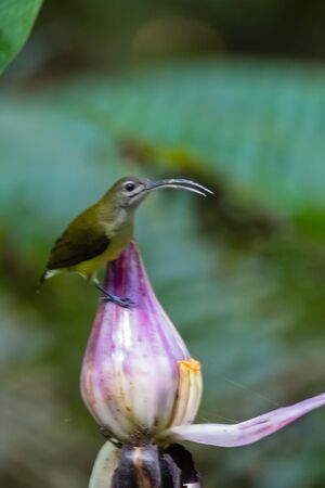 closeup shot of a beautiful Arachnothera (Spiderhunter) in natureの写真素材