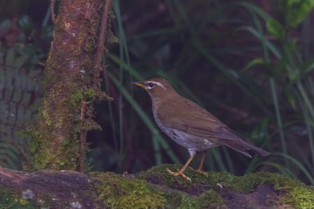 closeup shot of a beautiful bird in natureの写真素材