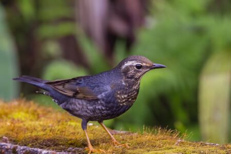 closeup shot of a beautiful bird in natureの写真素材
