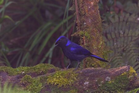 closeup shot of a beautiful bird in nature