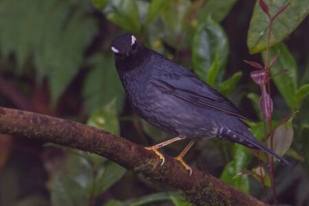 closeup shot of a beautiful bird in nature