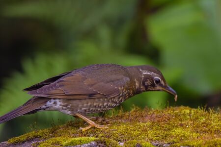 closeup shot of a beautiful bird in nature